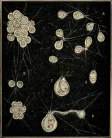 An illustration from The microscope and its revelations (1881)