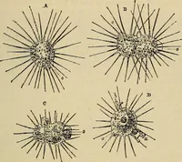 An illustration from The microscope and its revelations (1881)