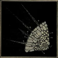 An illustration from The microscope and its revelations (1881)