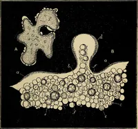 An illustration from The microscope and its revelations (1881)