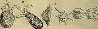 An illustration from The microscope and its revelations (1881)