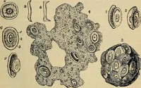 An illustration from The microscope and its revelations (1881)