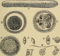 An illustration from The microscope and its revelations (1881)