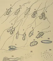 An illustration from The microscope and its revelations (1881)