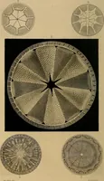 An illustration from The microscope and its revelations (1881)