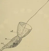 An illustration from The microscope and its revelations (1881)