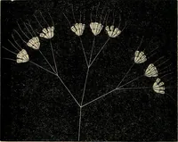 An illustration from The microscope and its revelations (1881)