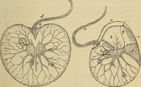 An illustration from The microscope and its revelations (1881)