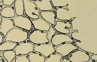 An illustration from The microscope and its revelations (1881)