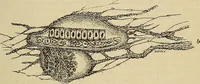 An illustration from The microscope and its revelations (1881)