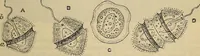 An illustration from The microscope and its revelations (1881)