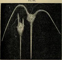 An illustration from The microscope and its revelations (1881)