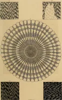 An illustration from The microscope and its revelations (1881)