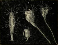 An illustration from The microscope and its revelations (1881)