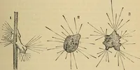 An illustration from The microscope and its revelations (1881)