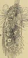 An illustration from The microscope and its revelations (1881)