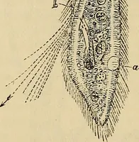 An illustration from The microscope and its revelations (1881)