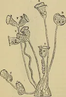 An illustration from The microscope and its revelations (1881)