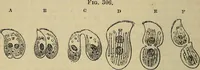 An illustration from The microscope and its revelations (1881)