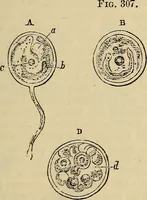Picture 324 of 554 from The microscope and its revelations (1881), leaf 590