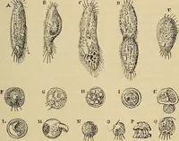 Picture 325 of 554 from The microscope and its revelations (1881), leaf 592