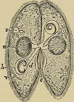 An illustration from The microscope and its revelations (1881)