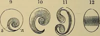 Picture 327 of 554 from The microscope and its revelations (1881), leaf 595