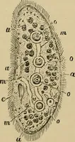 Picture 328 of 554 from The microscope and its revelations (1881), leaf 595