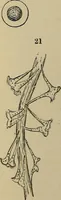 An illustration from The microscope and its revelations (1881)