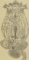 An illustration from The microscope and its revelations (1881)