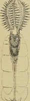 An illustration from The microscope and its revelations (1881)