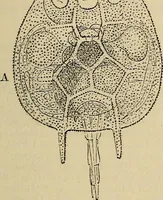 An illustration from The microscope and its revelations (1881)