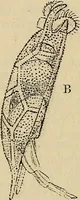 Picture 333 of 554 from The microscope and its revelations (1881), leaf 610