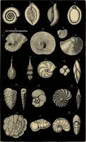 An illustration from The microscope and its revelations (1881)