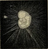 An illustration from The microscope and its revelations (1881)