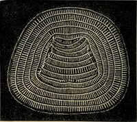 An illustration from The microscope and its revelations (1881)