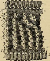 An illustration from The microscope and its revelations (1881)