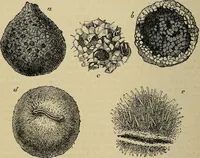 An illustration from The microscope and its revelations (1881)