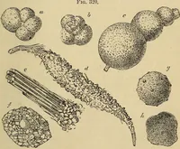 An illustration from The microscope and its revelations (1881)