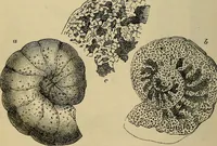 An illustration from The microscope and its revelations (1881)