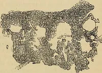 An illustration from The microscope and its revelations (1881)