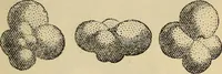 An illustration from The microscope and its revelations (1881)