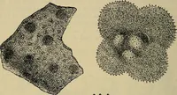 An illustration from The microscope and its revelations (1881)