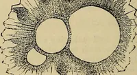 An illustration from The microscope and its revelations (1881)