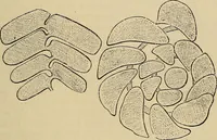An illustration from The microscope and its revelations (1881)