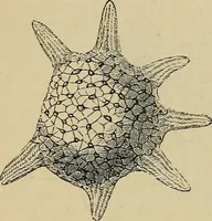 An illustration from The microscope and its revelations (1881)