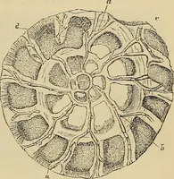 An illustration from The microscope and its revelations (1881)