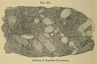 An illustration from The microscope and its revelations (1881)