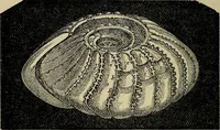 An illustration from The microscope and its revelations (1881)