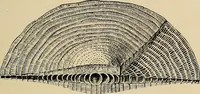 An illustration from The microscope and its revelations (1881)